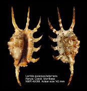 Lambis scorpius indomaris (7)